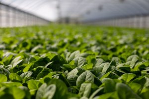 Basil leafs inside a greenhouse.