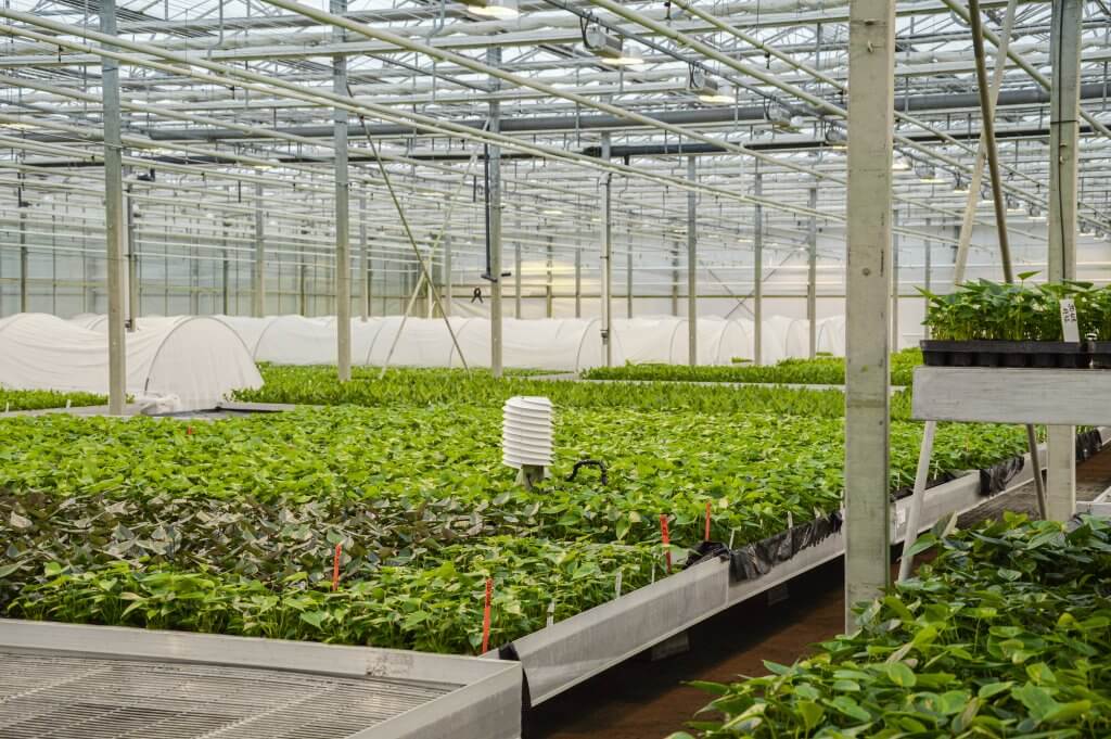 A white sensor measuring the climate in a greenhouse.