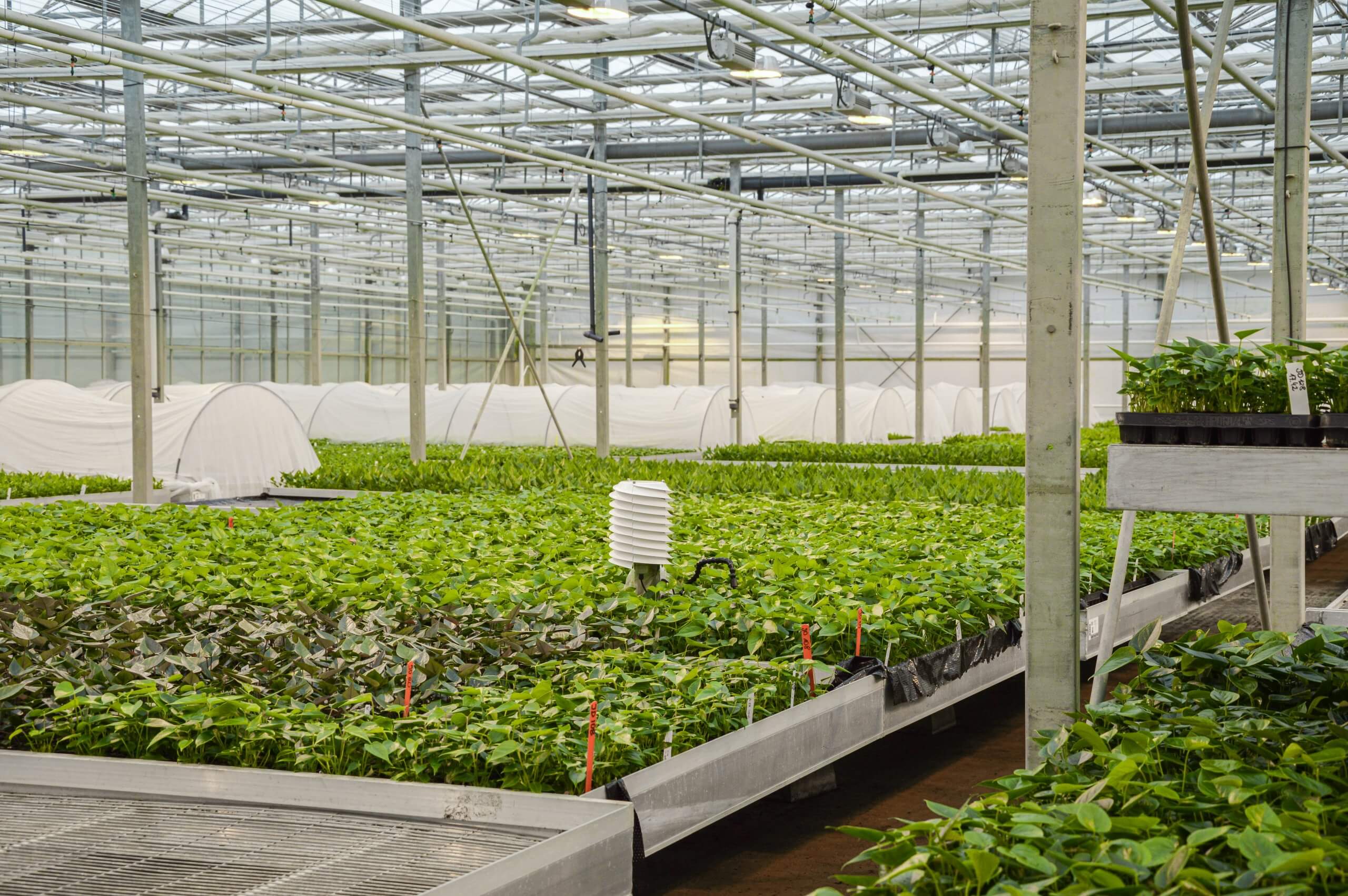 The 6 benefits of using smart sensors in horticulture 30MHz30MHz