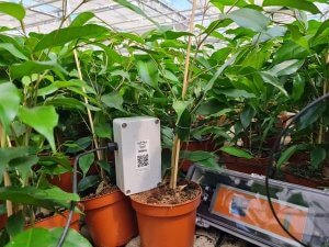 Een fotosynthese-sensor van Sendot meet planten en stuurt data door via 30MHz.