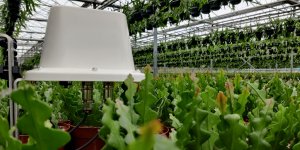 30mhz white connect casing measuring potted plants inside a greenhouse