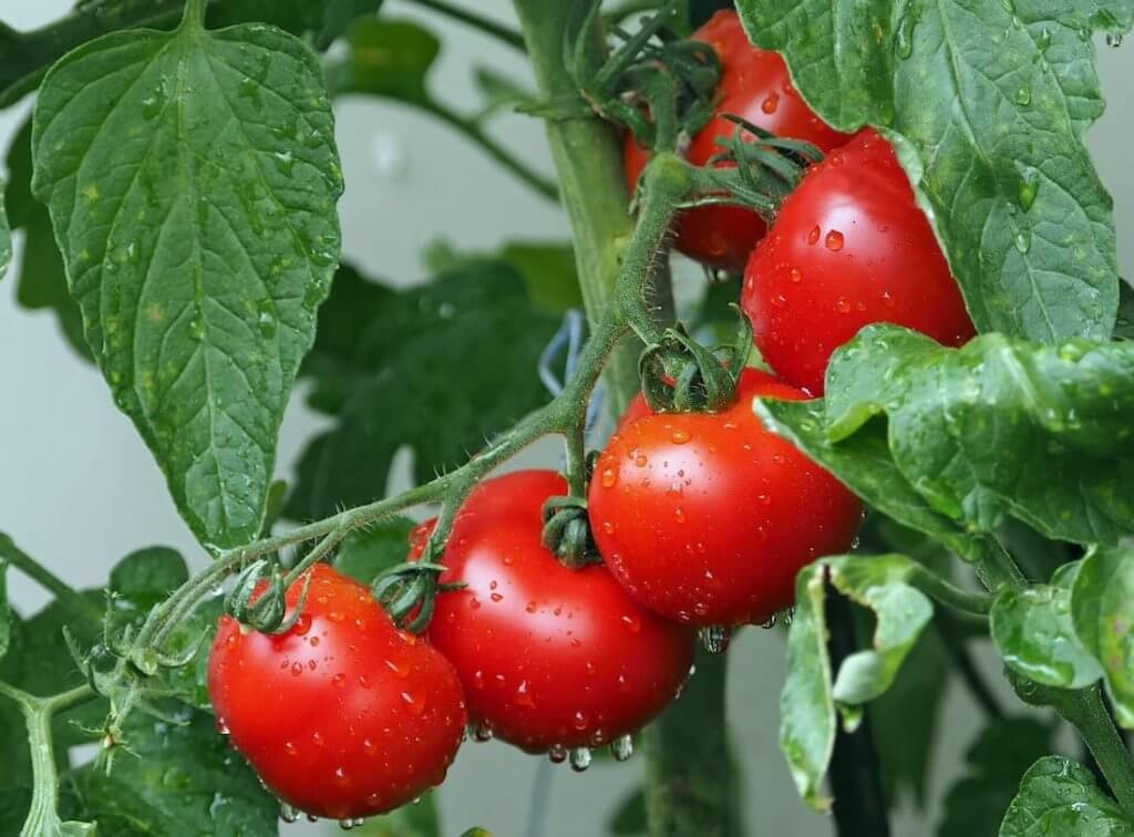 Red and wet tomatoes on a green tomato plant