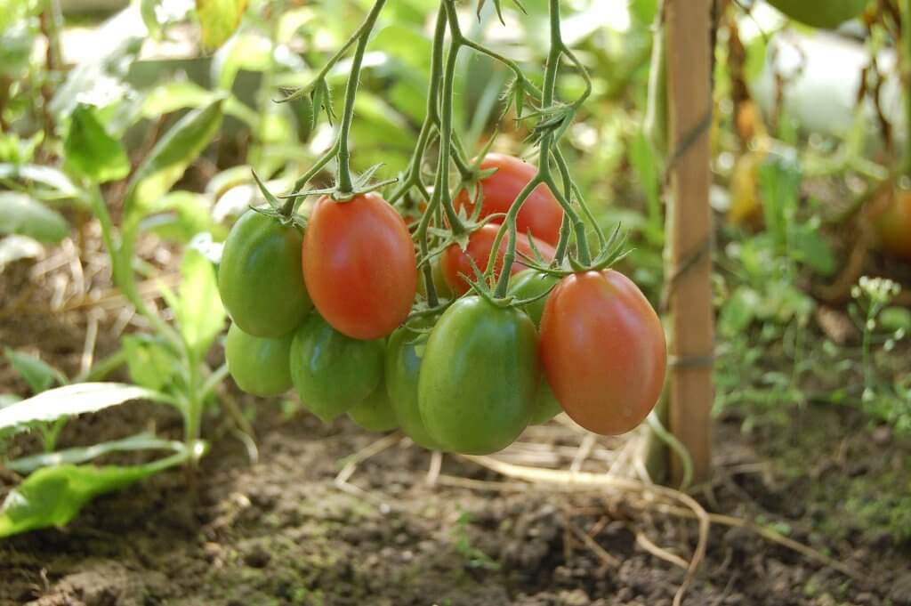 Green and red tomatoes hanging on a plant