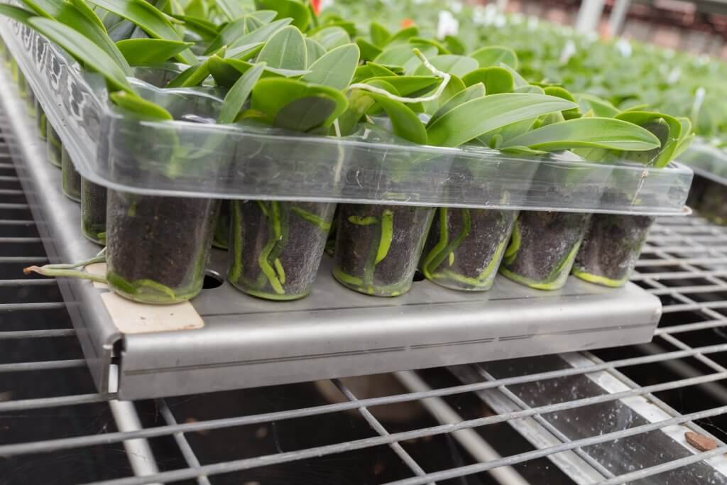 Young chrysanthemums on a grey weight scale.