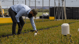 Man in Polytunnel of Viveros Fall Creek Mexico with 30MHz sensor