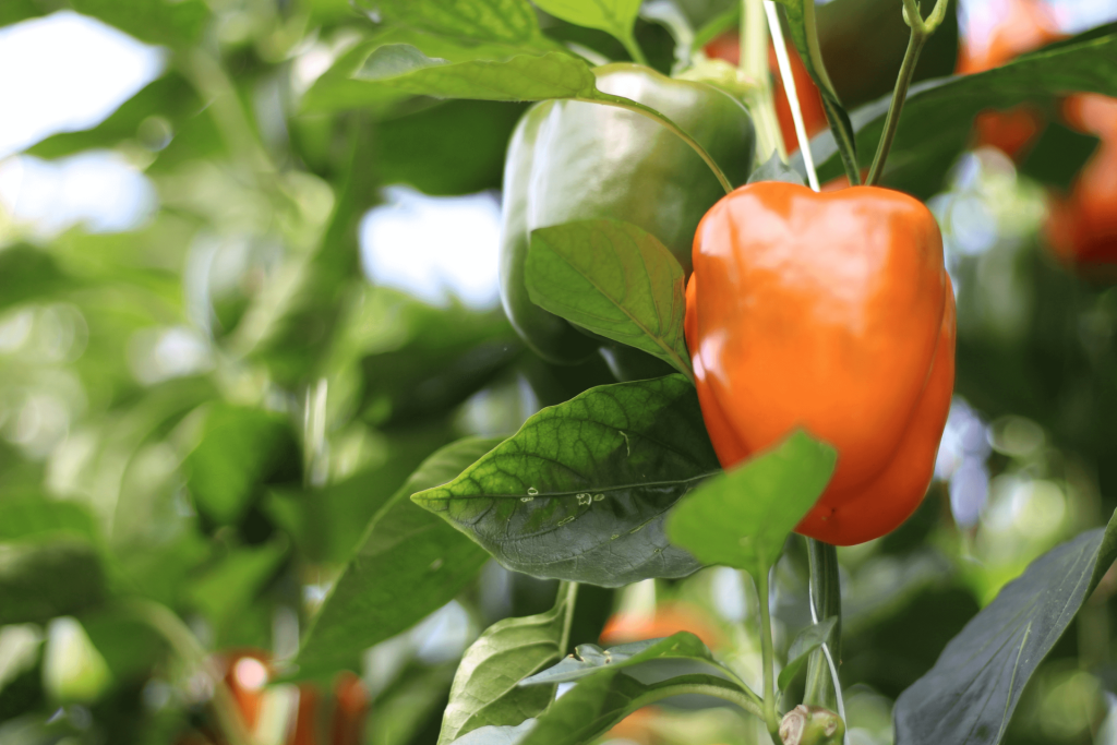 Bell pepper growing