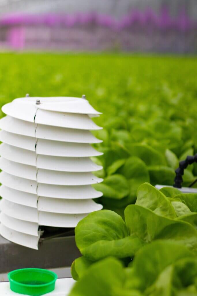 PMC in a field of lettuce