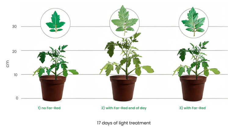 An image to show the difference in plant height and leaf quality for 3 different light treatments