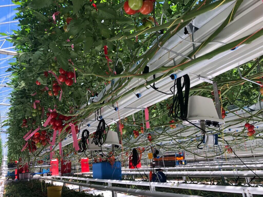 Tomato greenhouse with sensors installed below the gutter